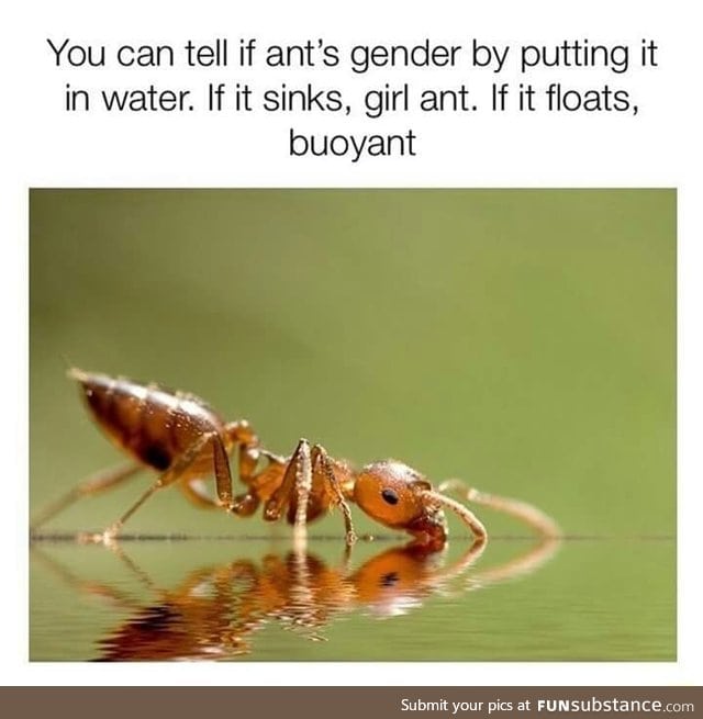 Tell an ant's gender