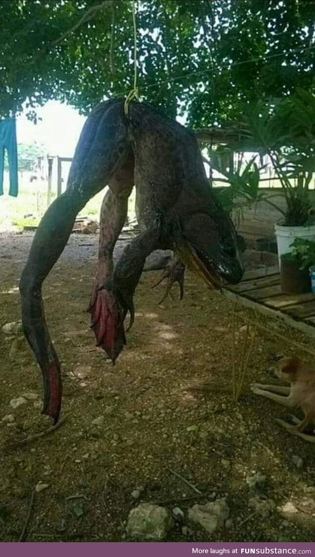A big ass pepe measuring more than 3 meters was caught in paraguay river