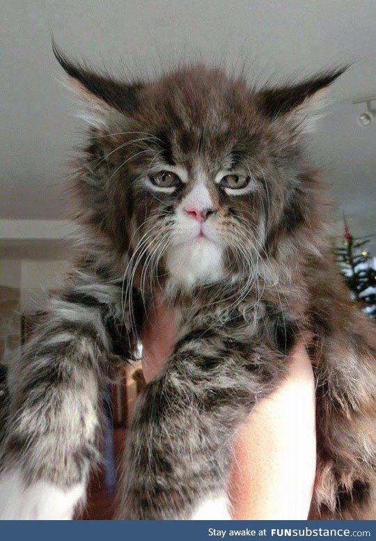 This Is The Coolest Looking Cat I've Ever Seen