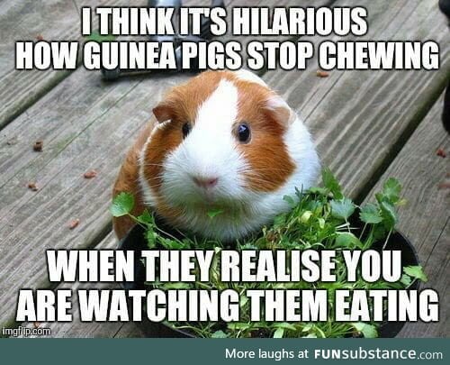 My guinea pugs do this but I they see me they start chirping