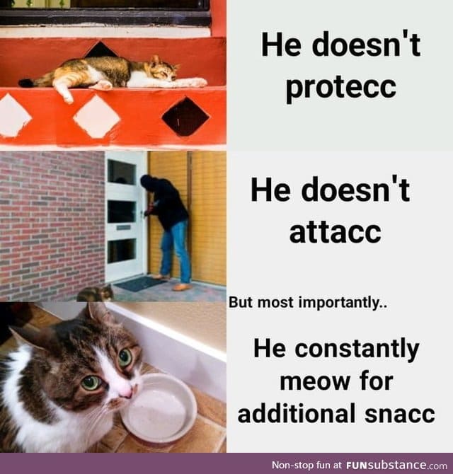 Give more snac meow