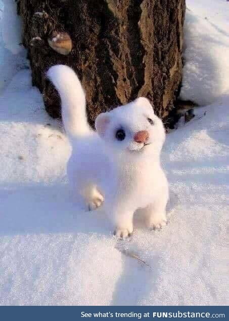Arctic Ferret wishing you a good Monday :3