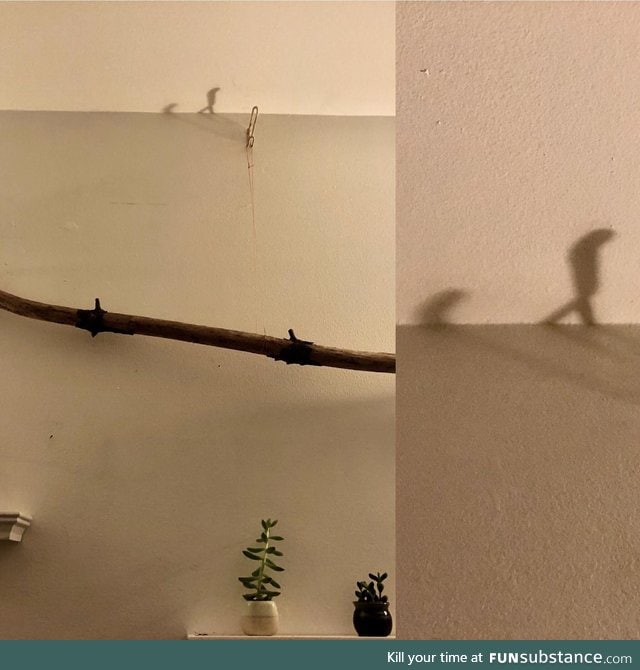 Am I high or is this shadow evolving