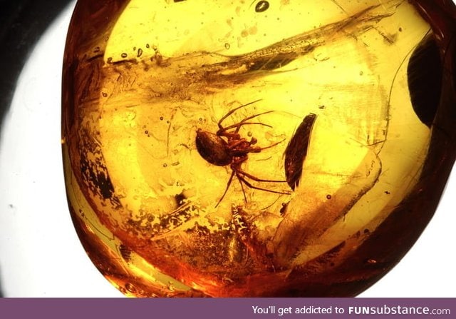 This is a 20 million year-old spider, caught in Dominican amber