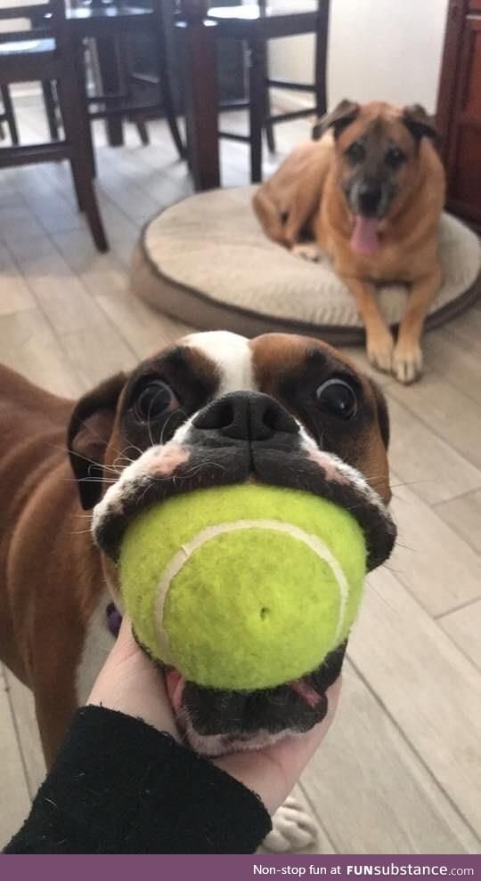 Look, I got the ball in my mouf!!!