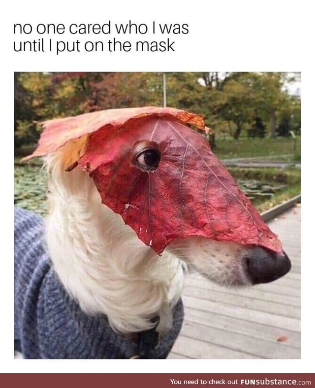 Masked doggo