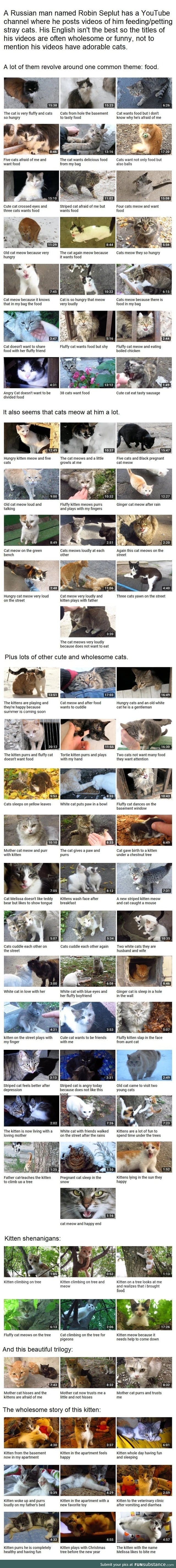 Wholesome cat Youtube channel