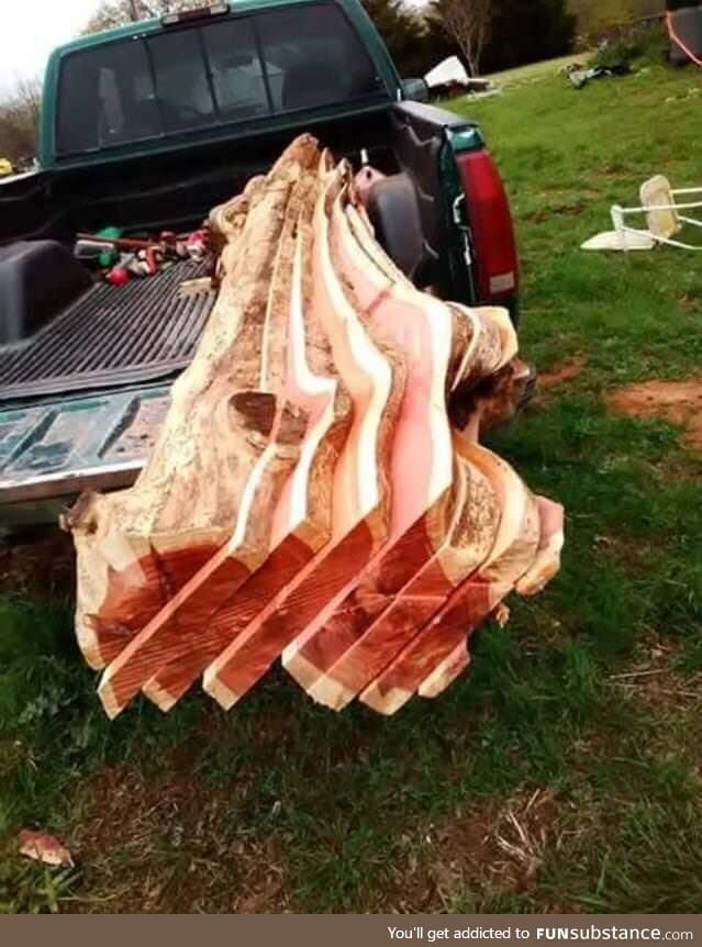 Tree that looks like bacon