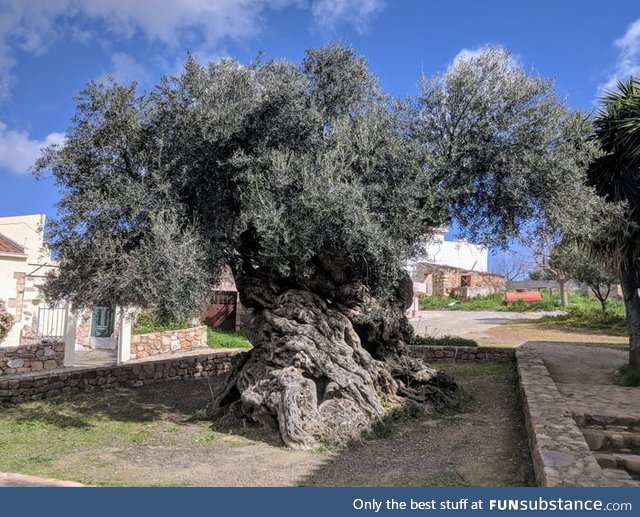 This olive tree has existed for over 3,000 years