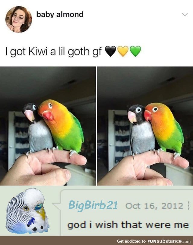 Have some birb