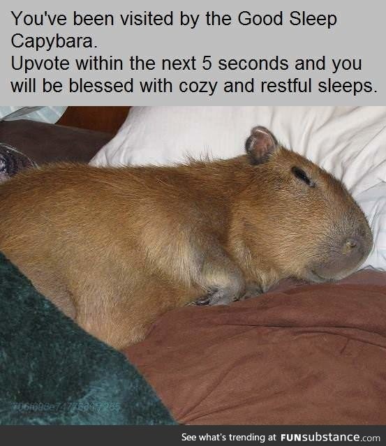 A Capybara just for you!