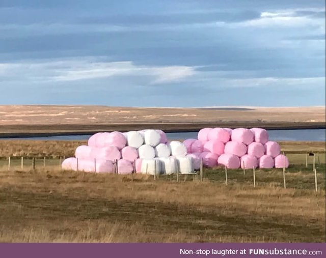 This is the time of year when the marshmallows are harvested in Iceland