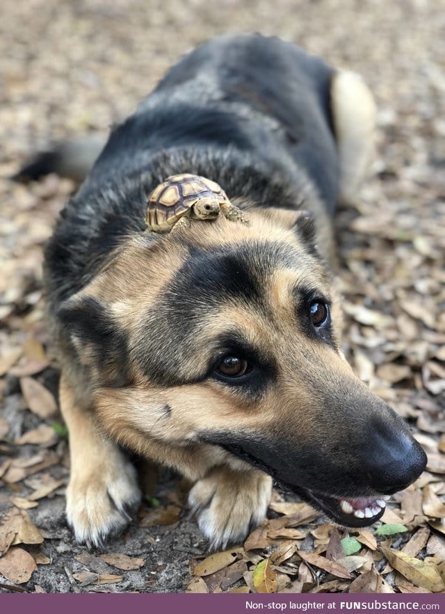 PsBattle: Turtle on top a dog's head!