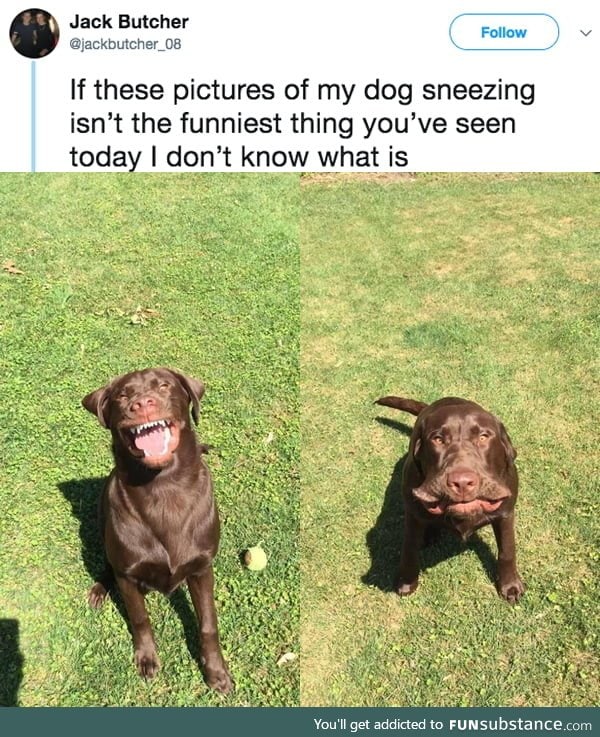 Look at this dog's sneezing face