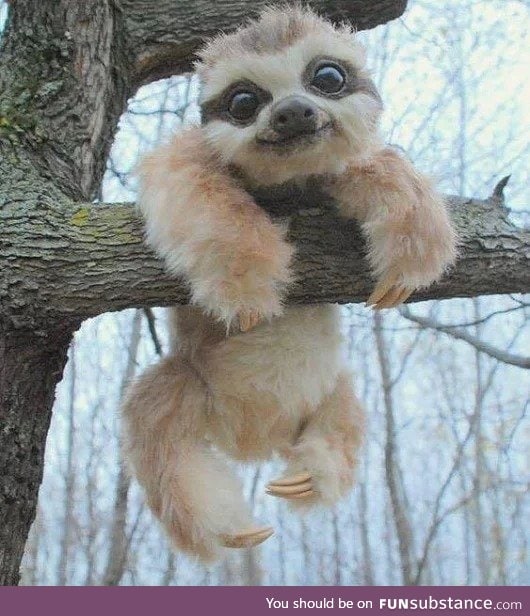 Be more Sloth-like