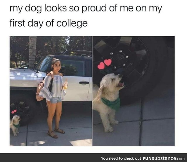 Doggo is proud of owner