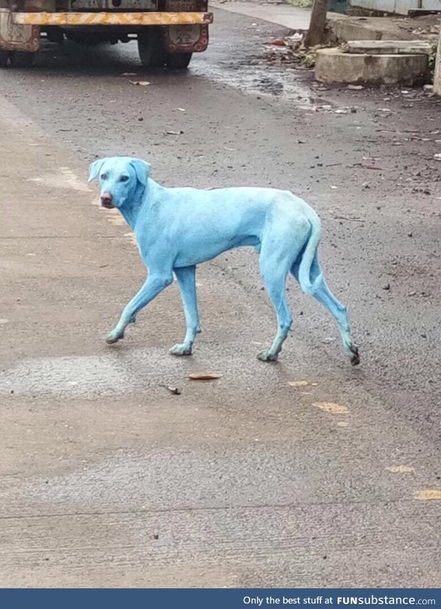Blue dogs spotted in India thought by locals to be an incarnation of Shiva