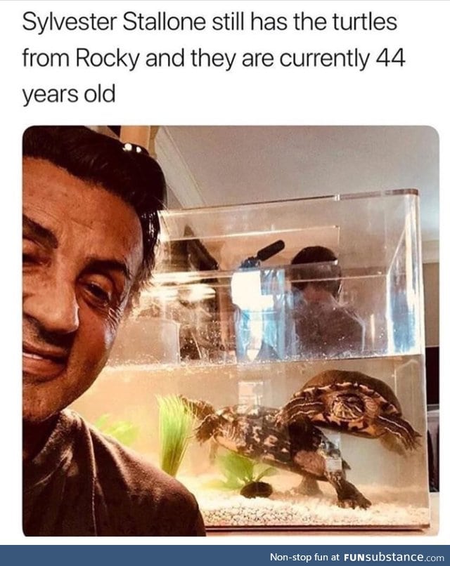 The original turtles
