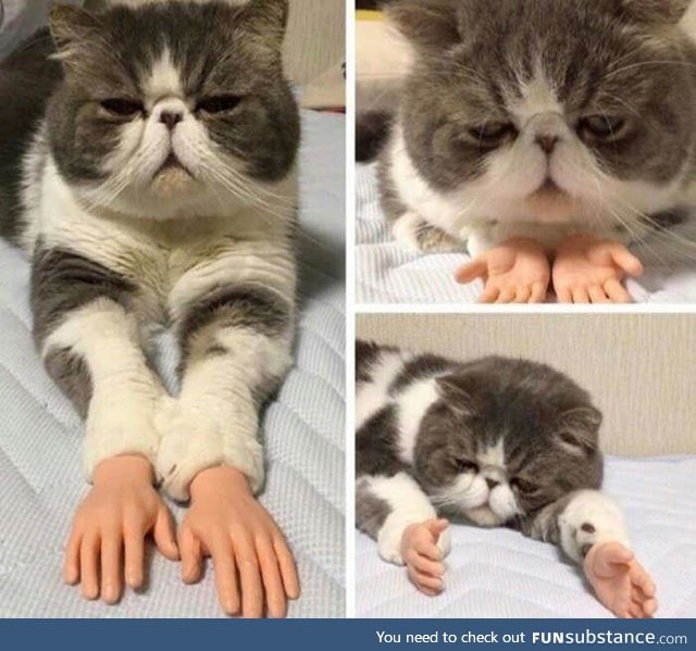 Cat hands