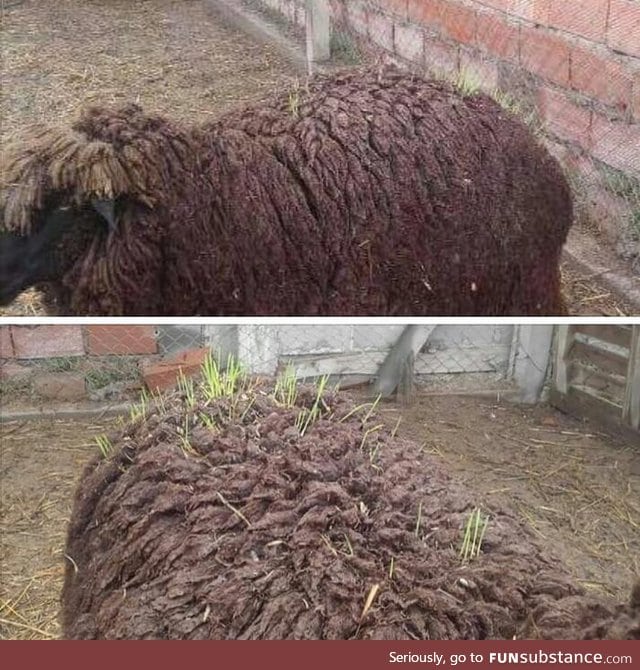 Been raining for weeks and this sheep started growing weed