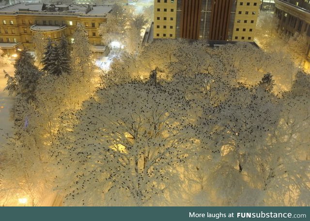 What hundreds of crows roosting in the snow at night looks like