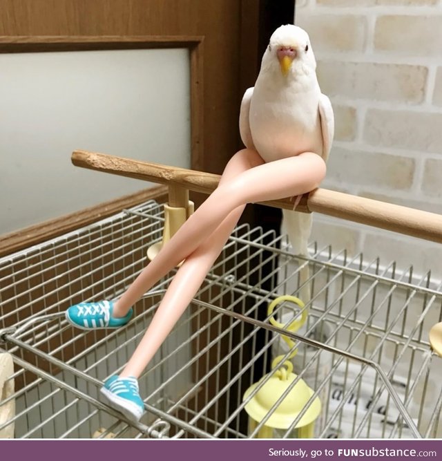 Sexy bird
