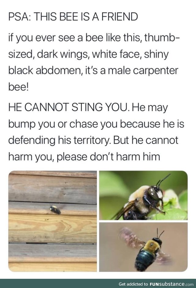 Harmless bee
