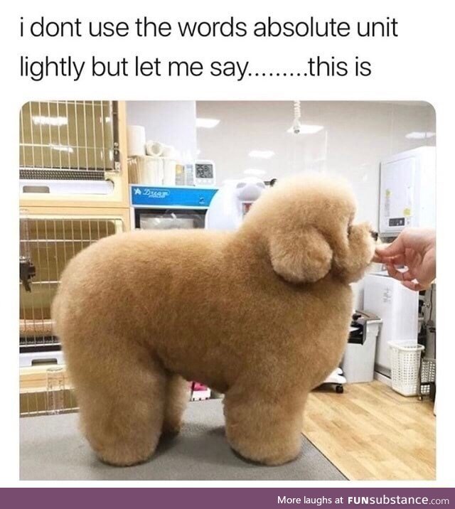 Absolute unit