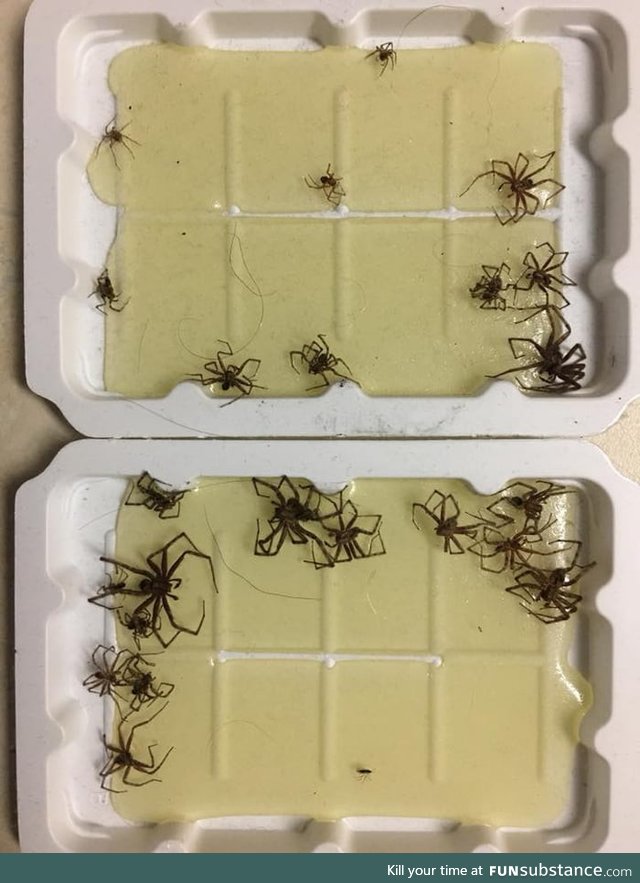 1 night of trapping spiders with glue