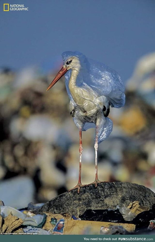 A picture of stork trapped in plastic. Image by National Geographic