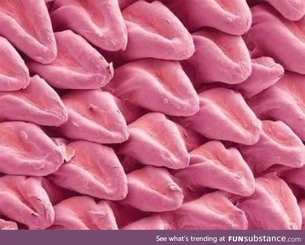 A cat’s tongue under a microscope looks like it’s made of other little tongues