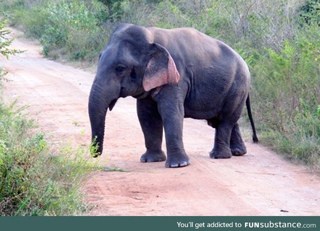 A five foot tall elephant with dwarfism