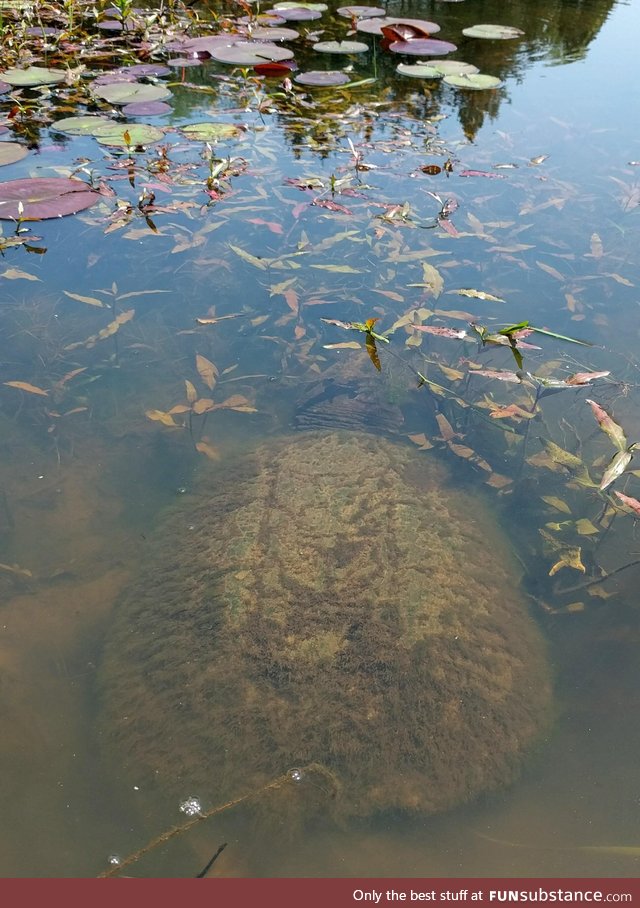 Huge snapping turtle