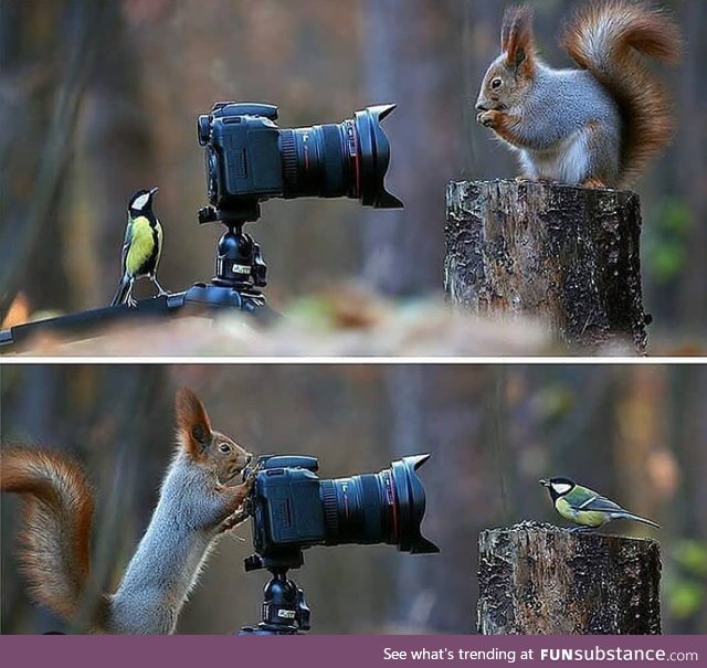 Russian Photographer Captures The Cutest Squirrel Photo Session Ever photo by Vadim Trunov