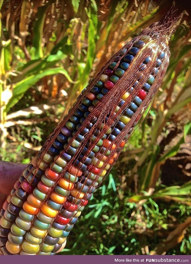 Glass Gem Corn, a Native American variety of corn looks like this