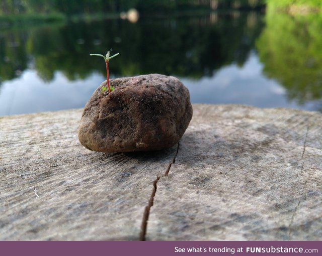 This stone with a plant growing on it