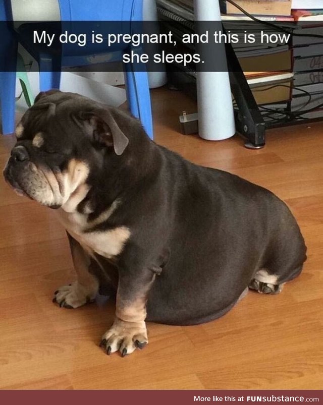 Pregnant dog