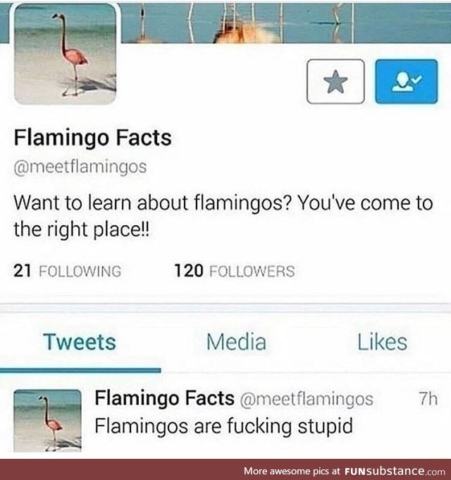 Flamingo fact