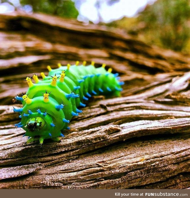 Cecropia Moth Caterpillar taken on Samsung Galaxy S5