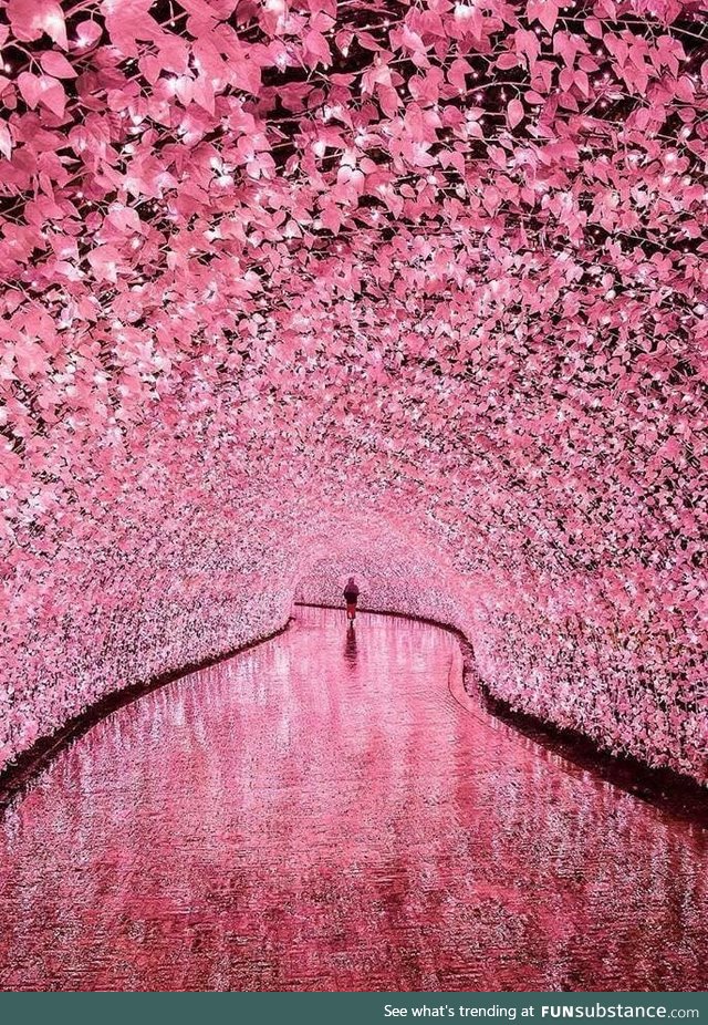 Illuminated tunnel in Mei, Japan