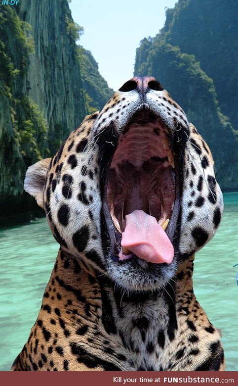 Picture of a yawning leopard