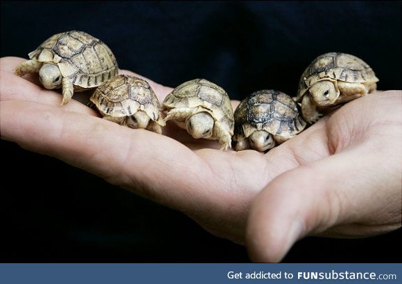 Tiny tortoises