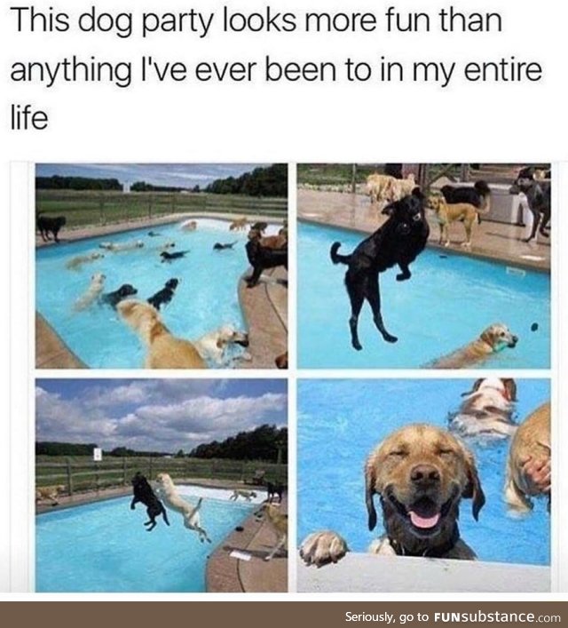 These dogs are having a better live than me