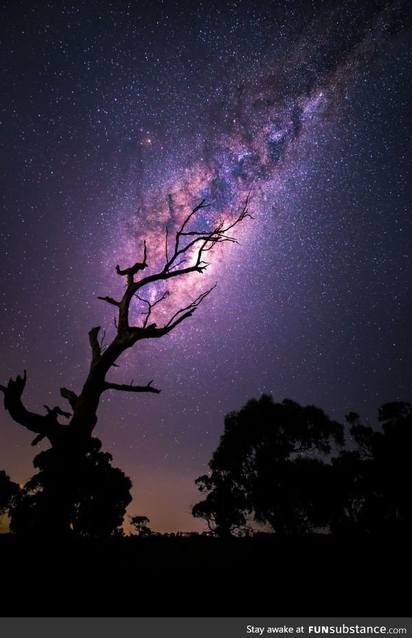 Milky Way tree