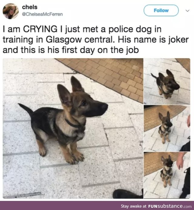 Joker the police dog