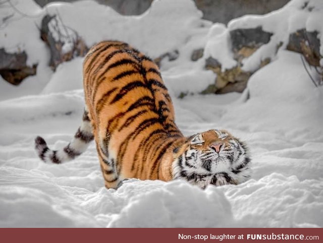 Big kitty in the snow