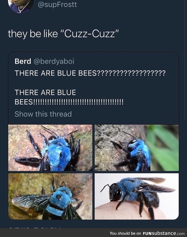 Blue bees