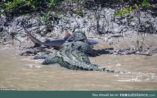 An 18ft crocodile caught a bull shark and ate it