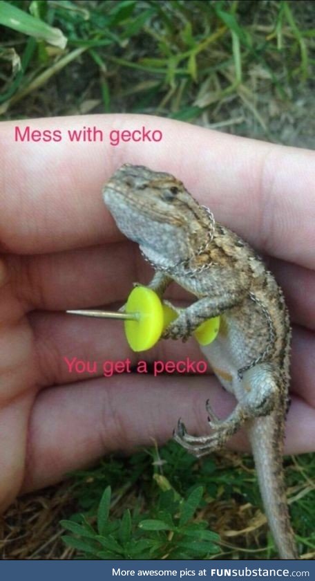 Geico the Gecko went rogue
