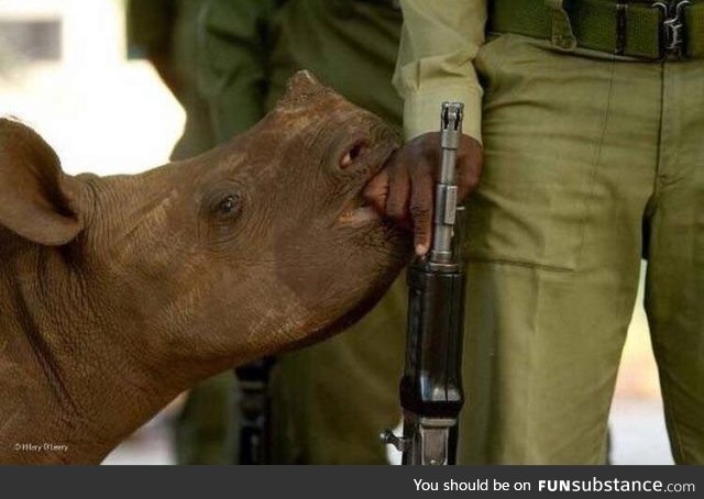 A rhino with its protector